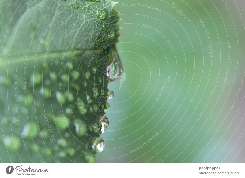 Naturschweiß Sommer Wassertropfen Blatt Wildpflanze grün Farbfoto Außenaufnahme Makroaufnahme Sonnenlicht Zentralperspektive nass feucht frisch Blattgrün