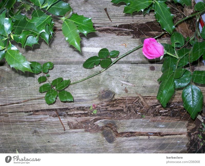 I never promised you a rose garden. Pflanze Blume Rose Blüte Holz alt Blühend Duft Wachstum rosa Verfall Mauerblümchen Farbfoto Außenaufnahme Tag Dorn einzeln 1