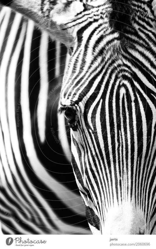 zebra III Wildtier 1 Tier Blick ästhetisch Natur Zebra Streifen Schwarzweißfoto Außenaufnahme Nahaufnahme Menschenleer Textfreiraum links Textfreiraum oben