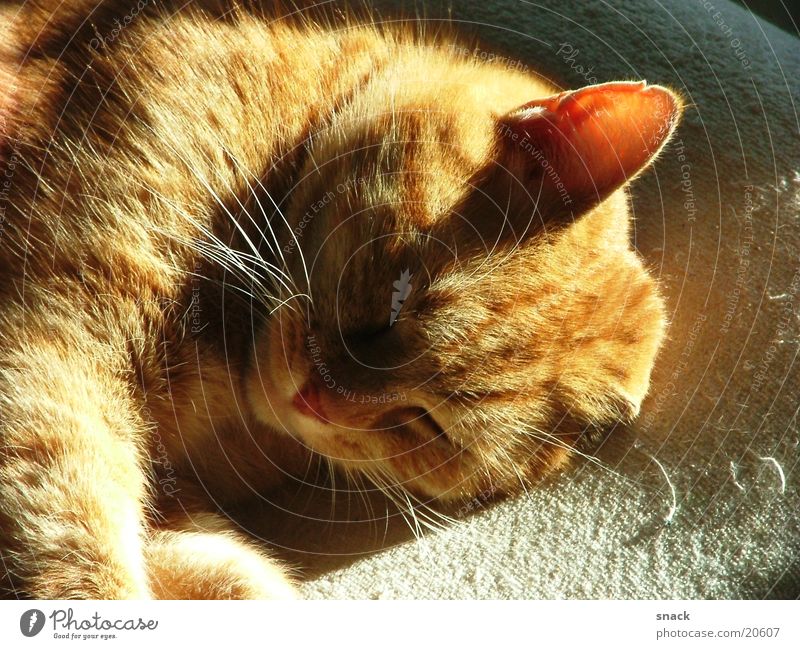 Moritz schlafen träumen Erholung Hauskatze Sonne