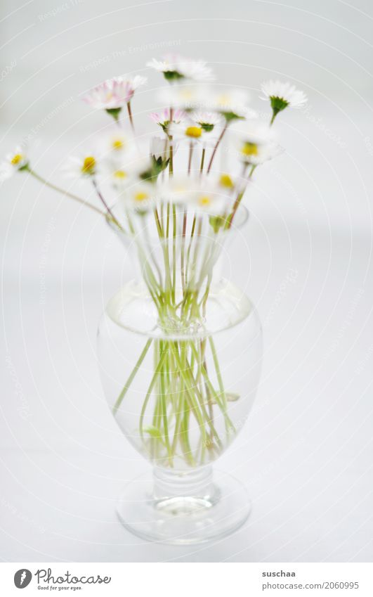 gänseblümchen Blume Gänseblümchen Blumenstrauß Vase Stengel Blüte Frühling Glas Wasser hell