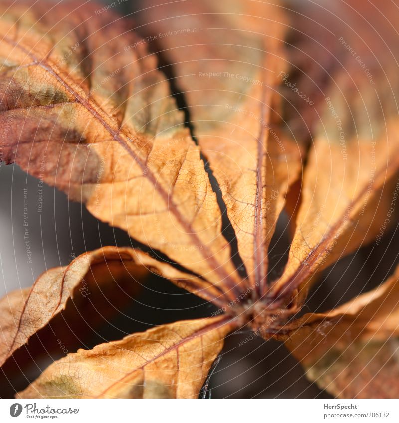 Vergänglichkeit Blatt braun Kastanienblatt Herbstfärbung Färbung Farbfoto Nahaufnahme Detailaufnahme Makroaufnahme Textfreiraum oben Schwache Tiefenschärfe