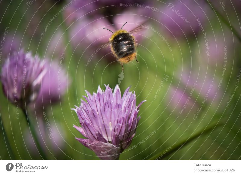 Ein flottes | Tempo. Hummel fliegt auf blühenden Schnittlauch zu Natur Pflanze Tier Sommer Schnittlauchblüte Garten Insekt 1 Blühend Duft fliegen authentisch
