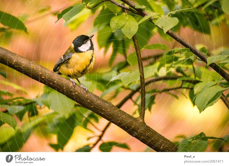 Lied des Friedens Umwelt Natur Pflanze Tier Frühling Schönes Wetter Baum Blatt Wald Vogel Flügel 1 Erholung träumen Glück natürlich positiv Gefühle Stimmung
