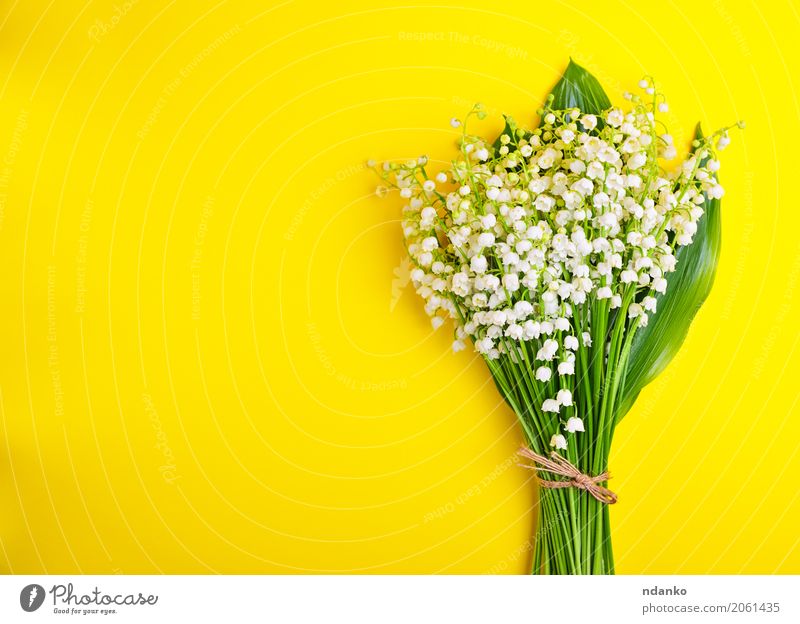 Blumenstrauß aus weißen Maiglöckchen schön Dekoration & Verzierung Feste & Feiern Valentinstag Pflanze Blatt Blüte Blühend hell klein gelb grün Romantik