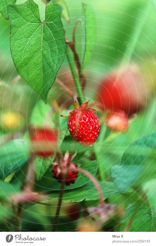 Berry II Lebensmittel Frucht Ernährung Garten Natur Sommer Pflanze Blatt Nutzpflanze Wildpflanze Wiese Gesundheit klein lecker wild rot Erdbeeren Wald-Erdbeere