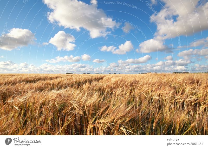 blauer Himmel über Weizenfeld im Sommer Natur Landschaft Wolken Horizont Sonnenlicht Schönes Wetter Feld weiß Korn Müsli Rochen meadiw kultiviert Ackerbau