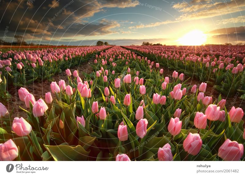 Sonnenuntergang über rosa Tulpenfeld Natur Landschaft Himmel Wolken Sonnenaufgang Frühling Blume Blüte Feld blau viele kultiviert Ackerbau Großgrundbesitz