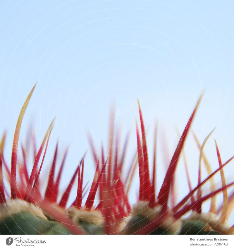 Stechus Kaktus Pflanze Wolkenloser Himmel Kakteenstacheln dünn authentisch fest groß nah oben Spitze stachelig blau gelb rot gefährlich ästhetisch Schmerz