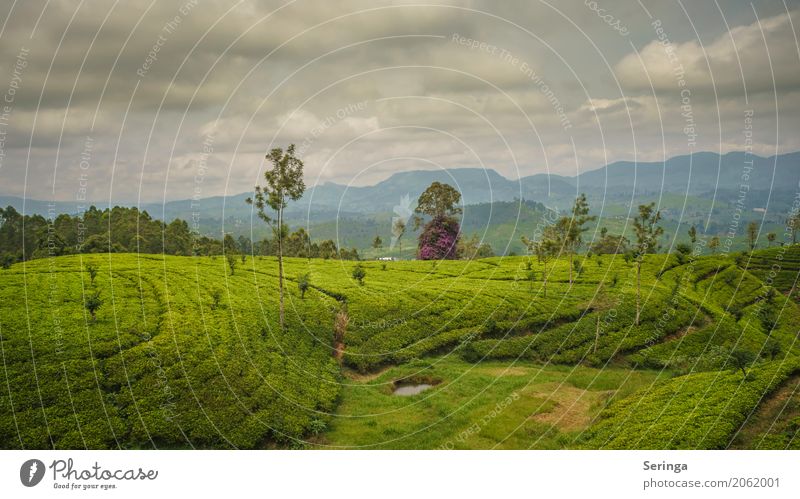 Teeplantagen von Kandy Umwelt Natur Landschaft Pflanze Himmel Wolken Horizont Sonne Frühling Sommer Wetter Schönes Wetter Wärme Grünpflanze exotisch Garten Park