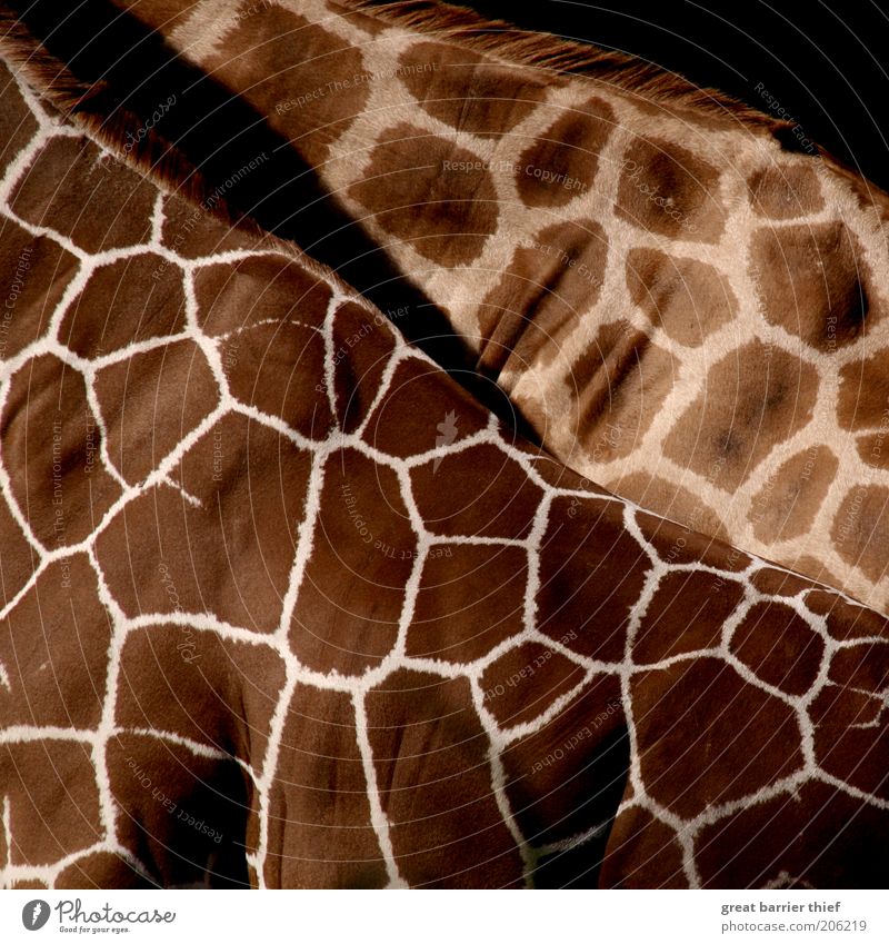 Feldertheorie Zoo Fell Tier 1 Tierpaar stehen braun Giraffe Farbfoto mehrfarbig Außenaufnahme Nahaufnahme Detailaufnahme Muster Strukturen & Formen Menschenleer
