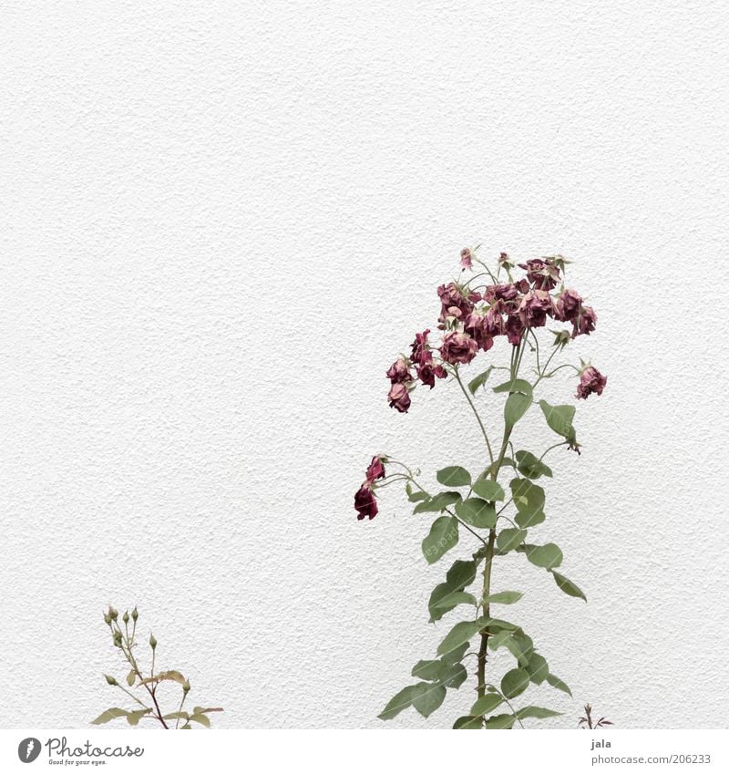 verblüht Pflanze Blume Rose Fassade grün rosa weiß Farbfoto Außenaufnahme Menschenleer Textfreiraum oben Hintergrund neutral Tag groß klein Blatt Natur Wachstum