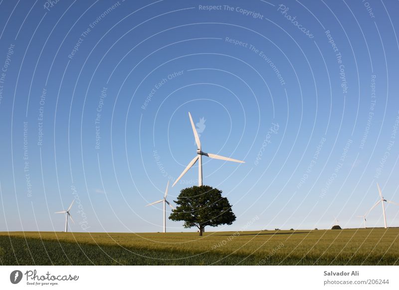 Photosynthese3.0 Energiewirtschaft Erneuerbare Energie Windkraftanlage Weizenfeld Feld Schleswig-Holstein gut Umweltschutz blau Himmel regenerativ Baum Ackerbau