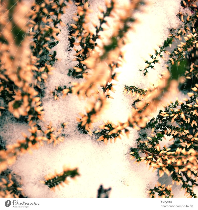 Heidekraut im Winter Umwelt Natur Pflanze Klima Klimawandel Wetter Schnee grün weiß Heidekrautgewächse Frost pflanzlich gefroren kalt Farbfoto Außenaufnahme