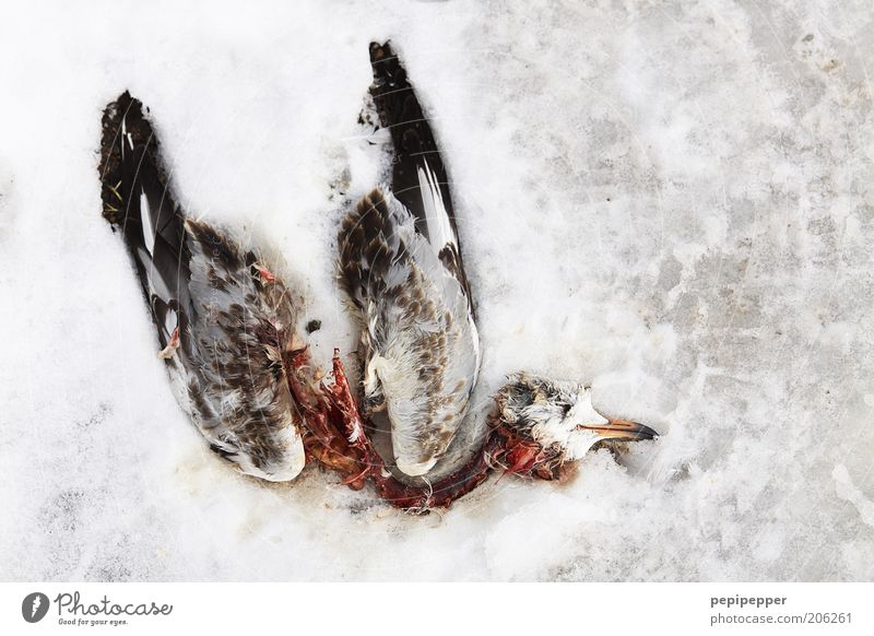 Todesflug 2010 Winter Schnee Tier Totes Tier Taube Farbfoto Außenaufnahme Detailaufnahme Morgendämmerung Tierporträt Ganzkörperaufnahme Absturz Eis kalt