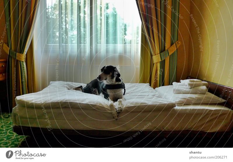 Hund im Bett Haustier 1 Tier ästhetisch Sinnesorgane Stil Farbfoto mehrfarbig Innenaufnahme Menschenleer Textfreiraum oben Morgen Schatten Zentralperspektive