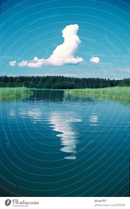 Leise Wolke Wolken Schilfrohr Wald Reflexion & Spiegelung grün weiß ruhig Wasser blau Windstille