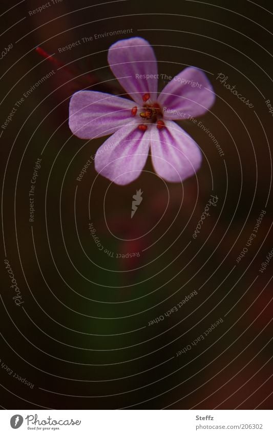 aus dem Schatten heraus Storchschnabel herausstechend Kontrast Blümchen Wildblume blühen lila blühende Wildblume violett rosa Blüte blühende Blume klein
