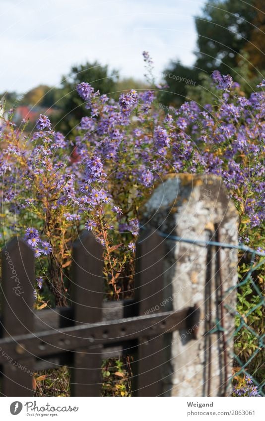 Wegesrand Pflanze Duft violett Garten Zaun Blume Landlust Landleben Himmel Gartenarbeit Stadt Außenaufnahme Menschenleer