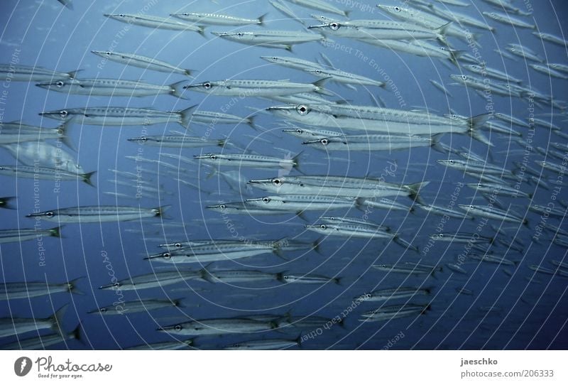 Barracudas Umwelt Natur Tier Meer Fisch Schwarm ästhetisch blau Bewegung Leichtigkeit Zusammenhalt viele Meerestiefe dünn lang Mitläufer mit dem strom schwimmen