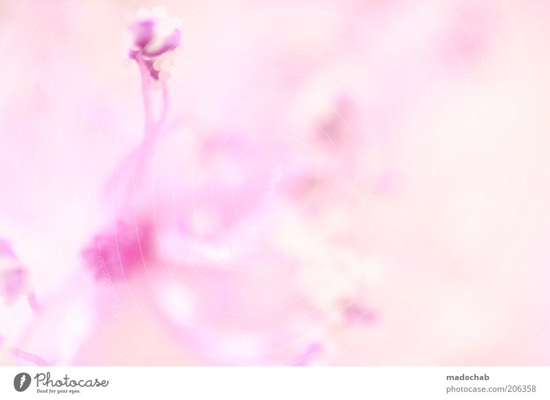 verlockend Stil harmonisch ruhig Duft Pflanze Blüte ästhetisch exotisch geheimnisvoll rosa weich zart schön Farbfoto mehrfarbig Außenaufnahme Nahaufnahme