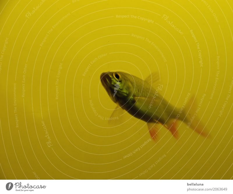 Vier von sechs Umwelt Natur Wasser Teich See Tier Wildtier Fisch Tiergesicht Schuppen Aquarium 1 frei nah nass natürlich dünn Geschwindigkeit braun gelb grau