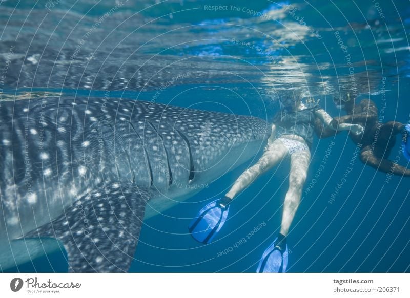 * BUH ... ! * Walhai Haifisch Fisch tauchen Schnorcheln Frau Mann begegnen mit Meer Wasser Respekt groß Größe Wasseroberfläche Malediven