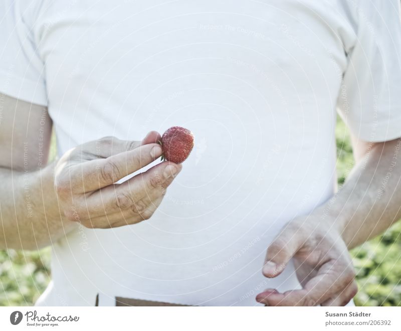 Eine in den Mund und keine ins Körbchen Frucht Bioprodukte Vegetarische Ernährung T-Shirt Essen pflücken Erdbeeren Erdbeerland Ernte genießen süß