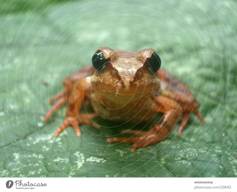 frogger Grasfrosch Nahaufnahme Blatt Neugier Feuchtgebiete Biotop Frosch