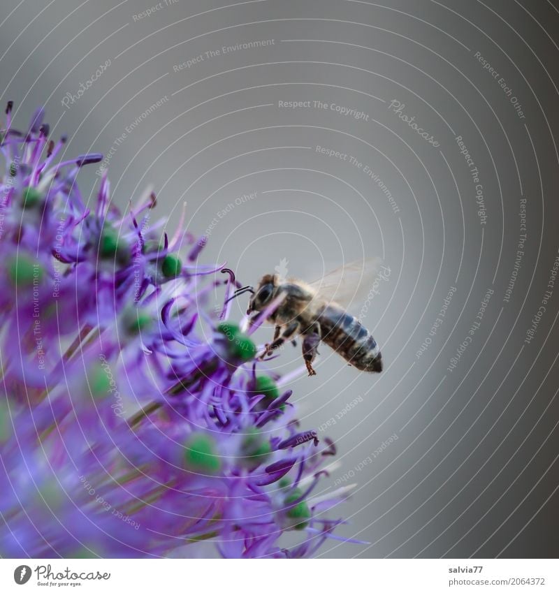 Punktlandung Leben Duft Natur Frühling Blume Blüte Garten Nutztier Biene Flügel Honigbiene Insekt 1 Tier fliegen lecker blau grau Idylle Zierlauch Porree