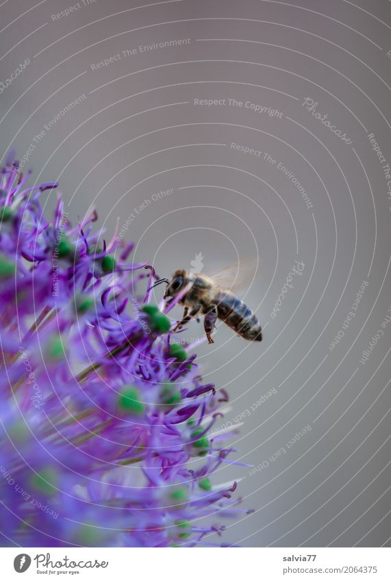 Bienchen und Sternchen Umwelt Natur Garten Tier Haustier Biene Flügel Insekt Honigbiene 1 Blühend Duft fliegen grau violett Frühlingsgefühle Leichtigkeit