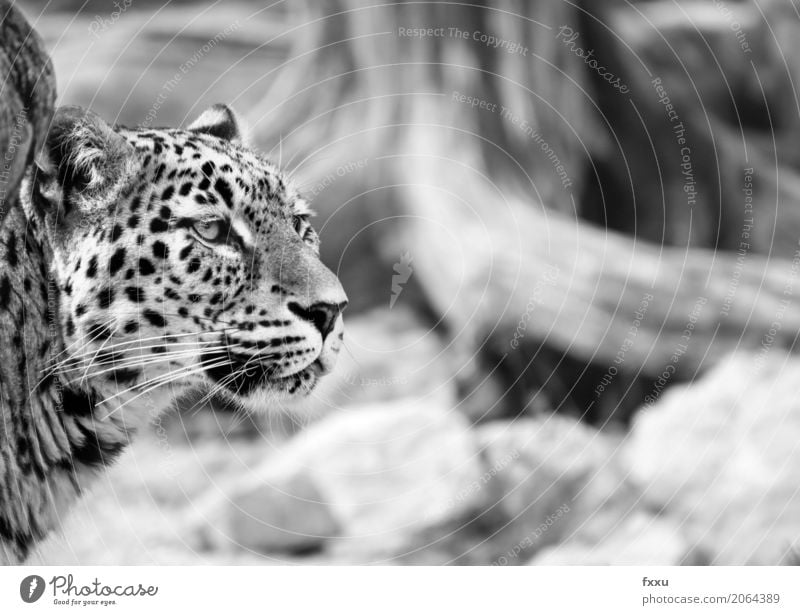 Leopard Natur Tier Katze 1 Kraft Neugier persischer leopard Schwarzweißfoto Porträt Nahaufnahme Ausdruck elegant Stolz Kopf Wachsamkeit Außenaufnahme