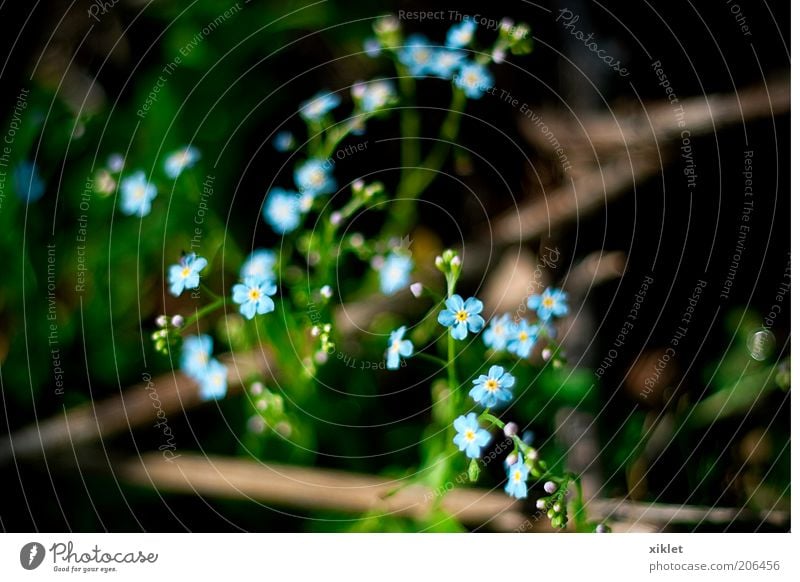 kleine Blumen Frühling blau grün Berge u. Gebirge wild Natur Wind heizen Pflanzensaft Sommer romantisch Pétadas Sträucher Gras welk