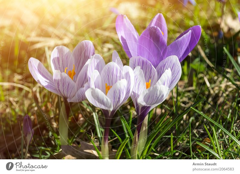 Frühling Ostern Natur Pflanze Erde Sommer Schönes Wetter Blume Krokusse Garten Park Wiese atmen Duft leuchten ästhetisch frei Freundlichkeit natürlich positiv