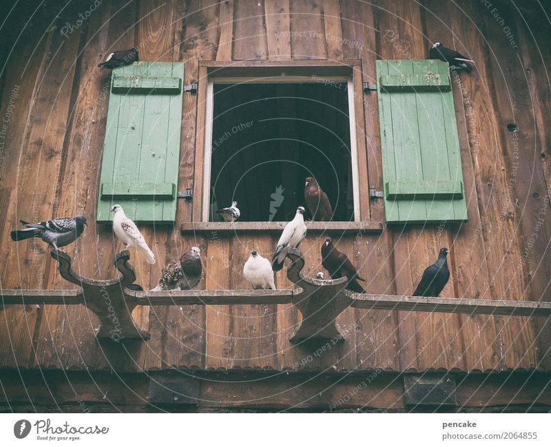 wohngemeinschaft | unterm dach juche Natur Sommer Haus Fenster Tier Vogel Tiergruppe Brunft bauen beobachten fliegen genießen Blick Taube Taubenschlag