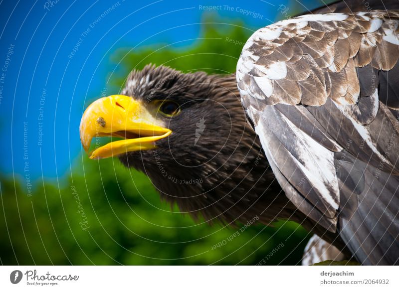 Wunderschöner Adler mit gelben Maul blickt gerade aus. Das Maul ist halb geöffnet. exotisch Leben harmonisch Ausflug Frühling Schönes Wetter Park Gelassenheit