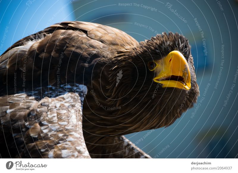 In Erwartung ist der Große Adler. Er blickt fast in die Kamera. Mit halb geöffneten Maul. Freude Ausflug Frühling Schönes Wetter Park Bayern Deutschland