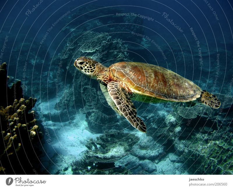Behäbigkeit Natur Tier Korallenriff Meer Schildkröte 1 ästhetisch elegant exotisch frei groß friedlich Gelassenheit ruhig Zufriedenheit Leichtigkeit rein