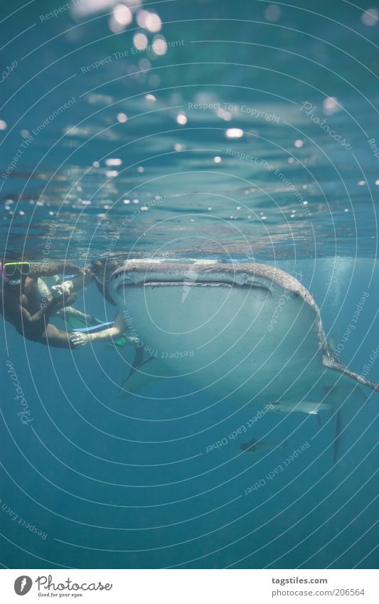 * !!! * Walhai Fisch tauchen Schnorcheln Mann begegnen mit Verabredung Meer Wasser Angst groß Größe Wasseroberfläche Malediven Ferien & Urlaub & Reisen Mut