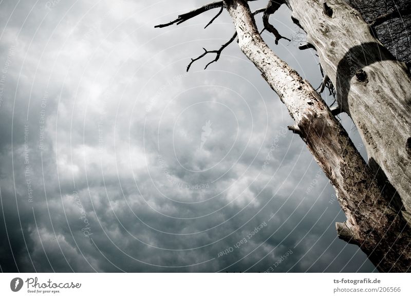Entblätterungskünstler Umwelt Natur Pflanze Himmel Wolken Gewitterwolken Baum Wolkendecke kahl Holz Baumstamm alt bedrohlich dunkel natürlich braun grau bizarr