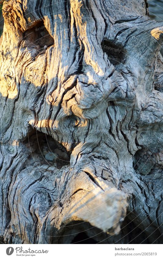 Der Wurzelsepp Natur Baum Garten Holz Linie Gesicht alt gruselig grau Gefühle bizarr skurril Wandel & Veränderung Gedeckte Farben Außenaufnahme Detailaufnahme