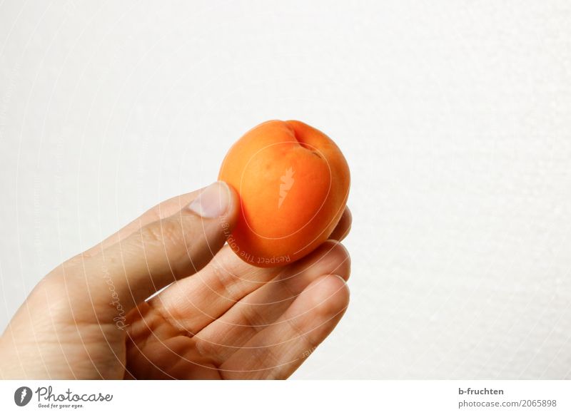 eine Aprikose Frucht Bioprodukte Vegetarische Ernährung Mann Erwachsene Hand Finger 30-45 Jahre wählen berühren festhalten genießen frisch Gesundheit orange