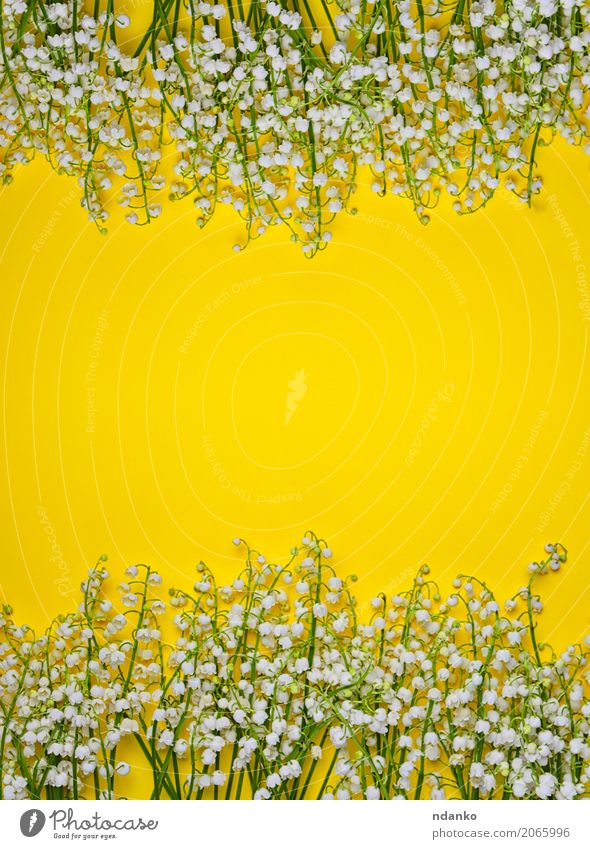 Blühende weiße Maiglöckchen schön Pflanze Blume Blumenstrauß hell klein gelb Überstrahlung Frühling duftig Vorbau Hintergrund Leerraum Farbfoto