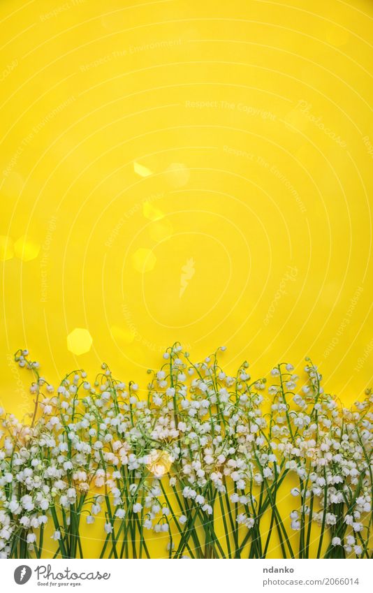 Blühende weiße Maiglöckchen Feste & Feiern Valentinstag Hochzeit Geburtstag Blume Blumenstrauß hell klein gelb Überstrahlung Frühling duftig Vorbau Hintergrund