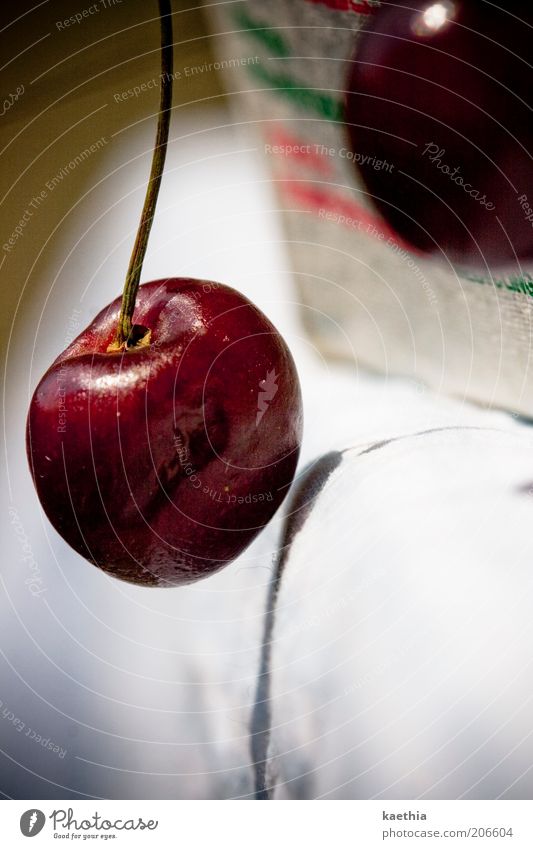 Purzelbaum Lebensmittel Frucht Kirsche Ernährung Vegetarische Ernährung hängen rot Stengel Schatten Makroaufnahme Farbfoto Außenaufnahme Tag Zentralperspektive