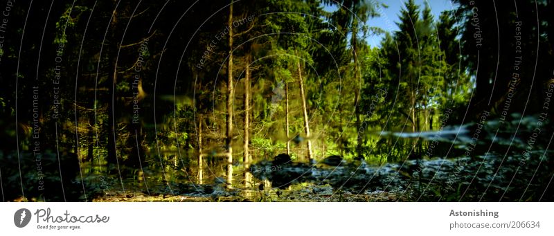 Wald Umwelt Natur Landschaft Pflanze Wasser Sonnenlicht Sommer Klima Wetter Schönes Wetter Baum kalt nass blau braun grün schwarz Pfütze Reflexion & Spiegelung
