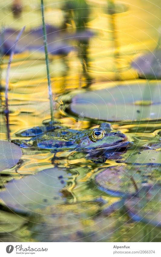 Froschkönig Wasser Schönes Wetter Wildpflanze Seerosenblatt Seerosenteich Garten Park Moor Sumpf Teich Bach Tier Wildtier 1 Blick Schwimmen & Baden wild