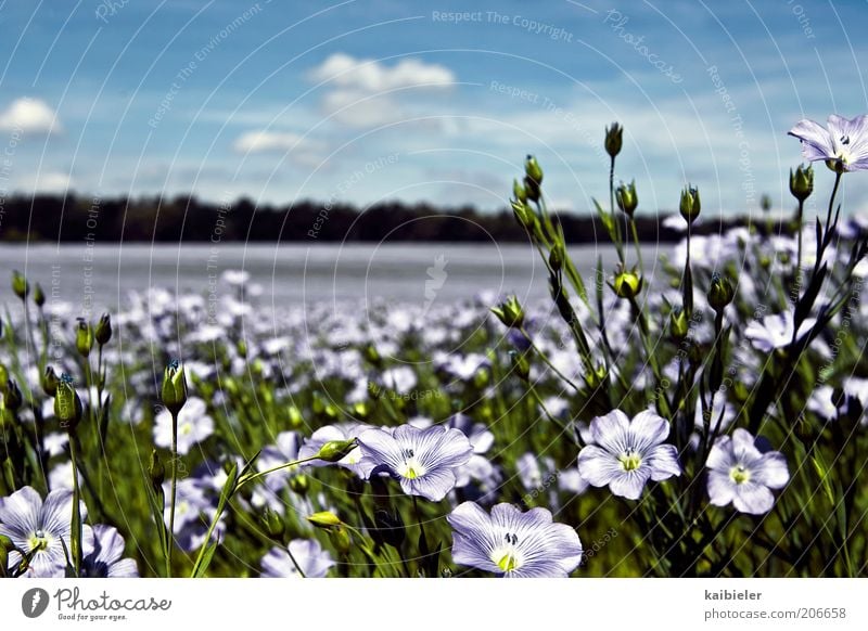 Blütenmeer II Sommer Umwelt Natur Landschaft Pflanze Himmel Wolken Schönes Wetter Blume schön blau grün violett Wiese Blumenwiese Farbfoto mehrfarbig