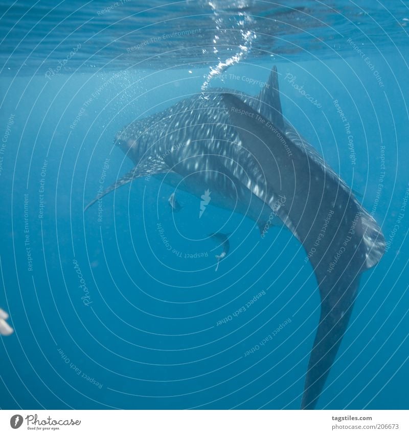 2 FINGERS vs. BUBBLE MASHINE Walhai Haifisch Fisch groß Blase tauchen Meer frei Wildnis Freiheit Wasser Wasseroberfläche Malediven Farbfoto Textfreiraum unten