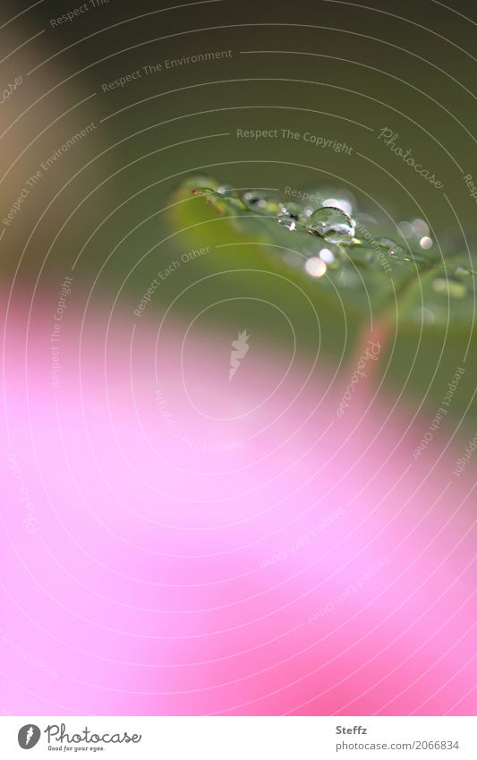 ein Rosenblatt nach dem Regen Rosenblatt im Regen Regentropfen Tropfenbild Abstraktion Lichtreflexe Rosengarten Wassertropfen verregnet Blatt abstrakt funkeln